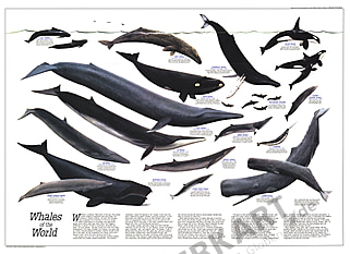 Wale der Welt 79 x 58cm