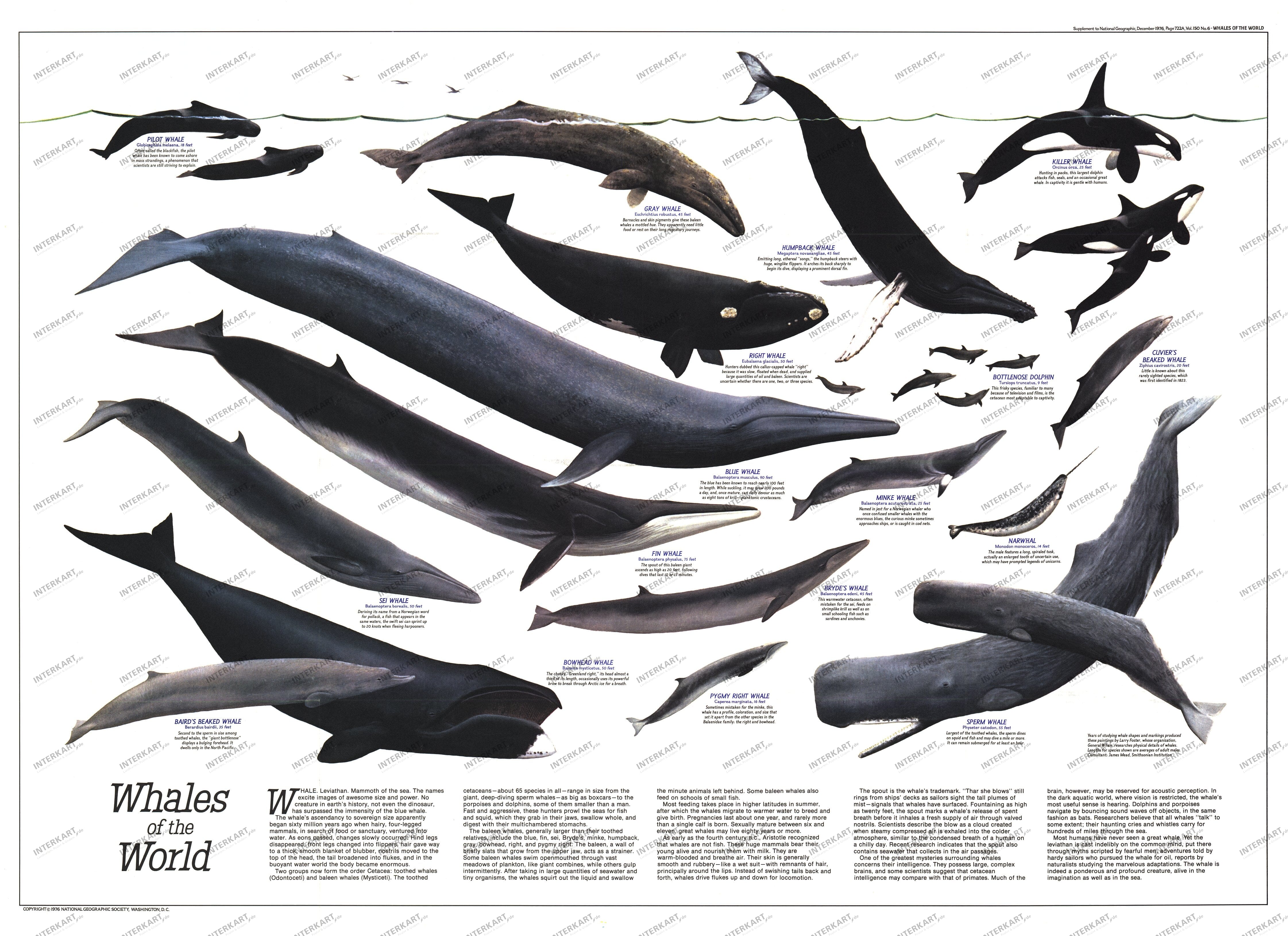 1976 Whales of the World 76 x 56cm
