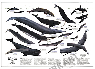 1976 Wale der Welt 76 x 56cm